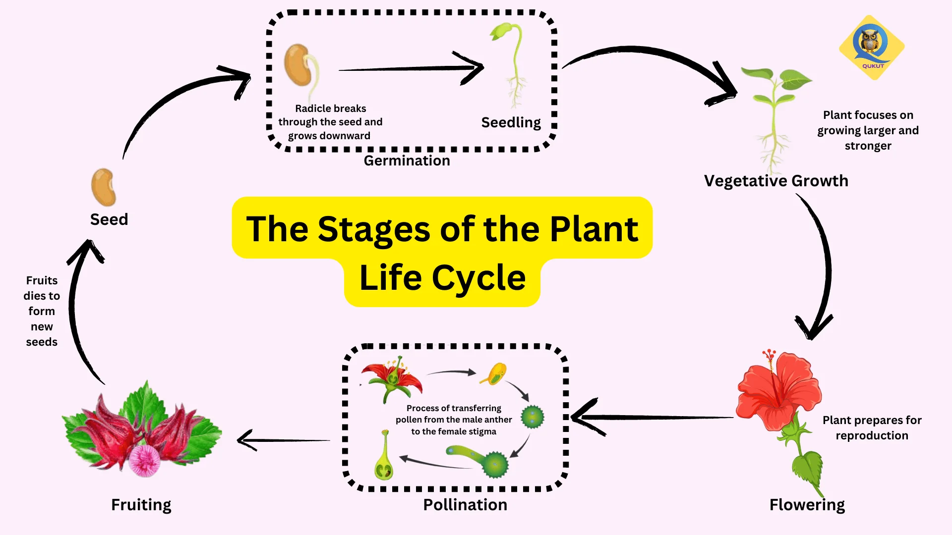 plant life cycle 