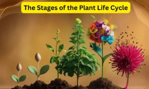 The Stages of the Plant Life Cycle: A Detailed Guide