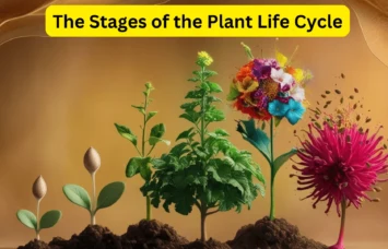 The Stages of the Plant Life Cycle: A Detailed Guide