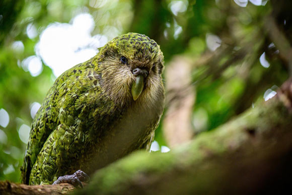 Kakapo (Strigops habroptilus)