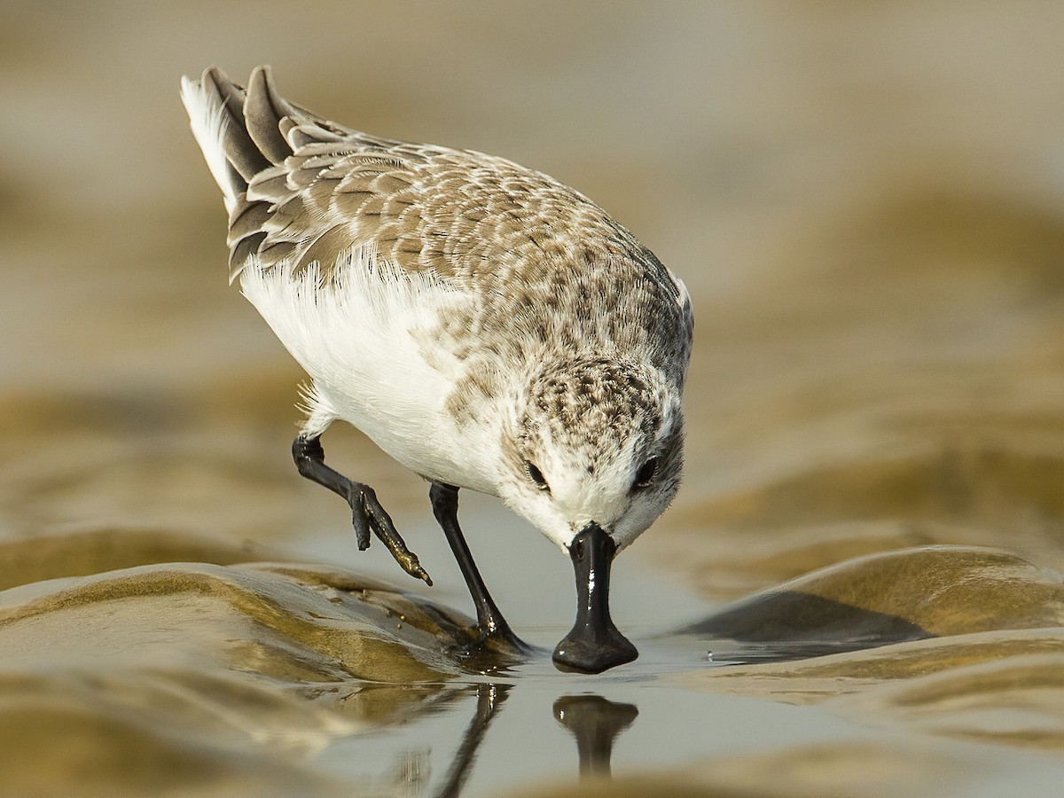 Spoon-billed Sandpiper
