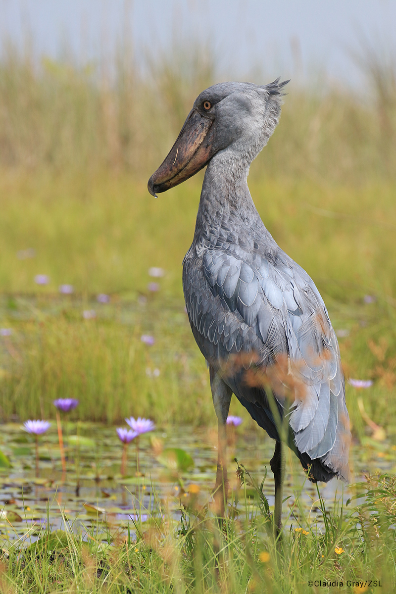 Shoebill (Balaeniceps rex)