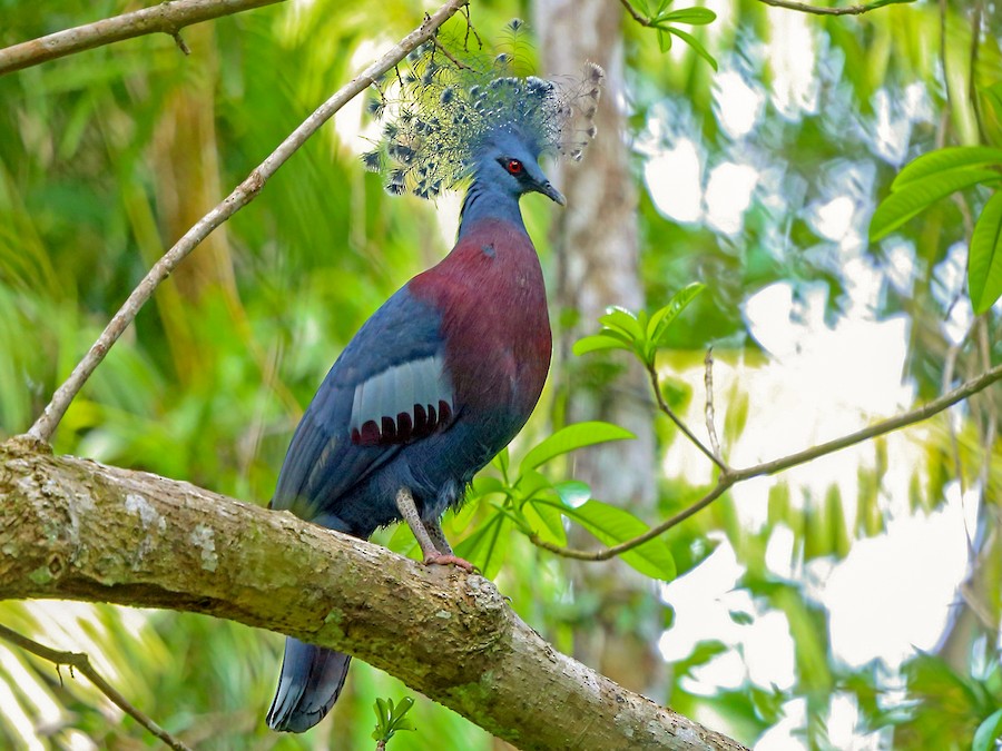 Victoria Crowned Pigeon (Goura victoria)