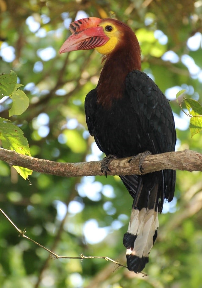 Rufous-headed Hornbill (Rhabdotorrhinus waldeni)