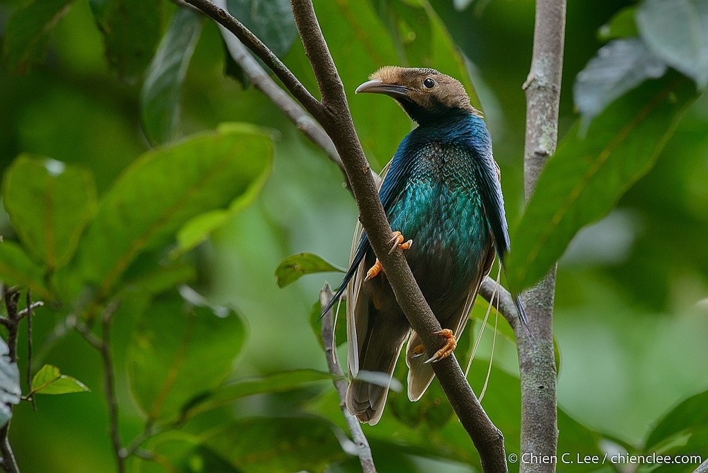 Wallace's Standardwing (Semioptera wallacii)