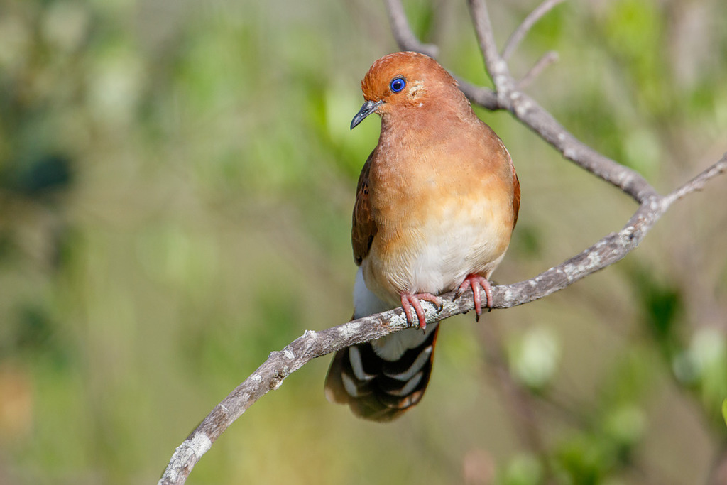 Blue-eyed Ground-Dove (Columbina cyanopis)