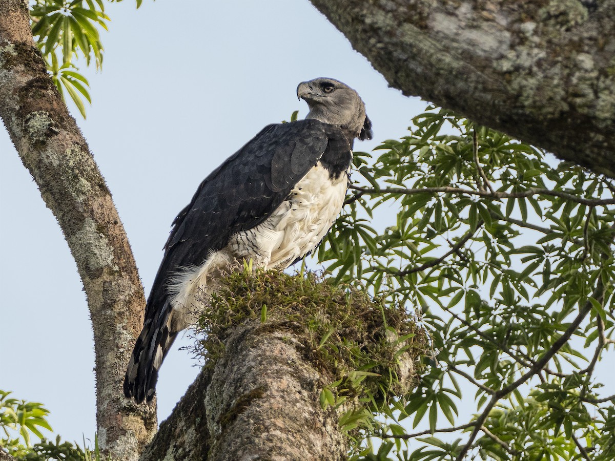 Harpy Eagle (Harpia harpyja)