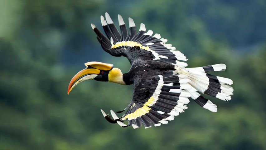 Indian Great Hornbill