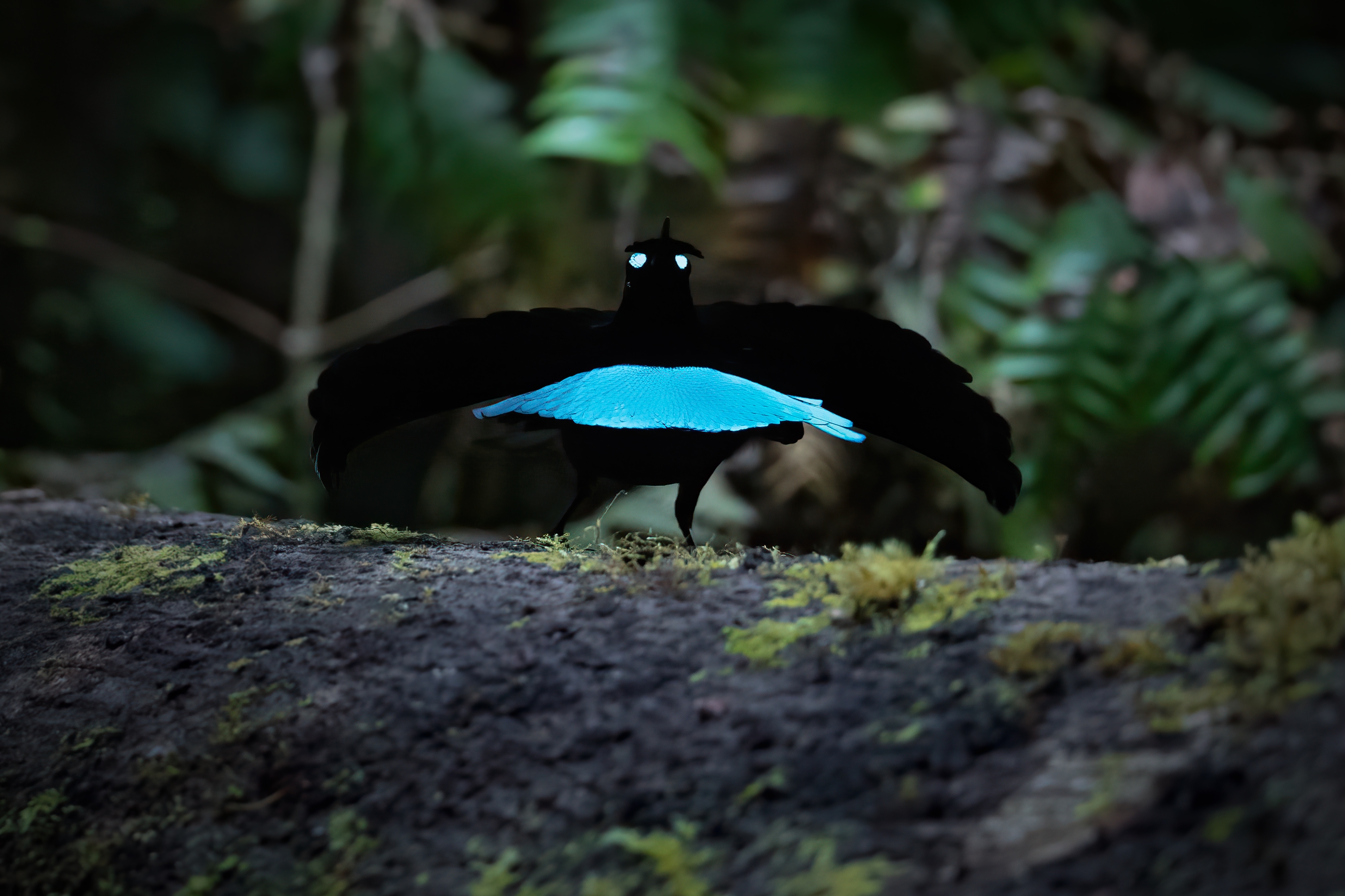 Superb Bird-of-Paradise (Lophorina superba)