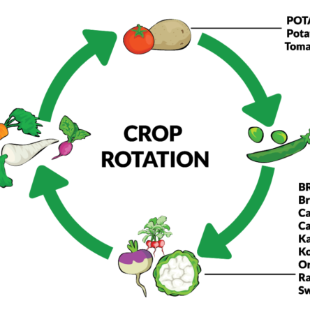 Crop rotation benefits