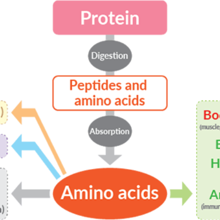 What are the building blocks of proteins?