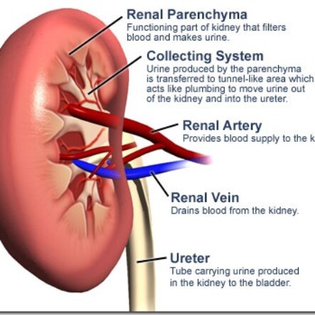 What is the role of the kidneys in the human body?