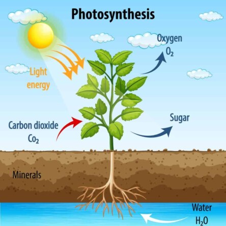 What is photosynthesis, and why is it important?