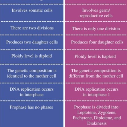What are the differences between mitosis and meiosis?